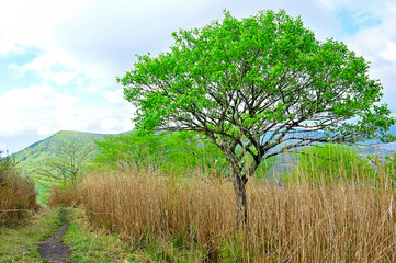 Obraz premium 丹沢の甲相国境尾根 新緑の高指山山頂と大岩 