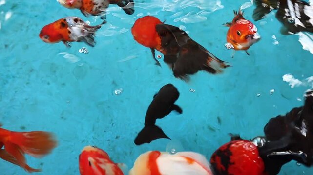 Vibrant Oranda and Ryukin Goldfish Swimming in Clear Blue Water, Diverse Aquatic Pet Collection for Serenity and Prosperity Background