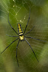 Giant Woodspider - Nephila pilipes, large colorful spider from Southeast Asia forests and woodlands, Vietnam.