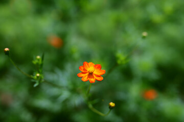 咲き始めたコスモス　Cosmos beginning to bloom