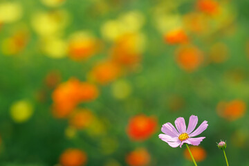 彩りの中の一輪のコスモス　A single cosmos flower amongst the colors
