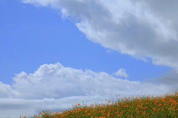 空を仰ぐキバナコスモス　Yellow cosmos looking up at the sky