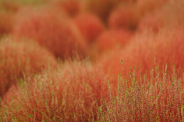 赤くなり始めたコキア　Kochia starting to turn red