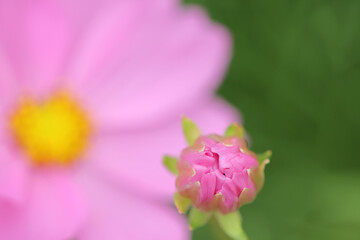 コスモスの蕾　Cosmos buds