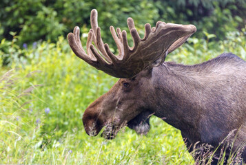 Alaskan Moose Bull with antlers in velvet on Katmai Peninsula in Alaska United States