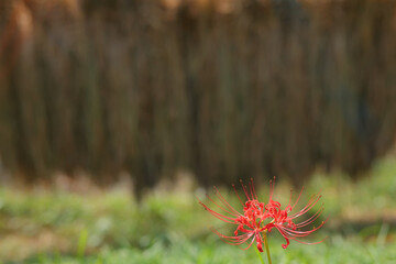 刈り取った稲束と彼岸花　Harvested rice bundles and cluster amaryllis
