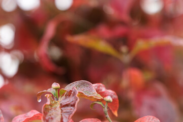 秋雨に濡れるハナミズキの蕾  Dogwood buds wet with autumn rain