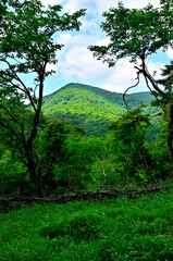 Obraz premium 丹沢山地の高指山より 夏の大岩を眺める 