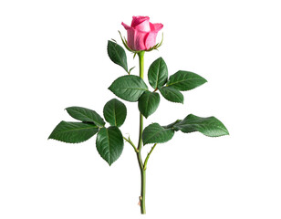 Fresh rose flower stem placed for valentines day usage, isolated on white and transparent