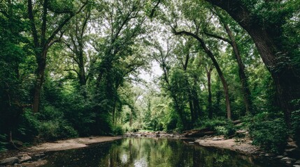 Lush green forest with a tranquil stream.