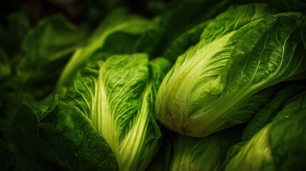 Close-up view of fresh green leafy vegetables.