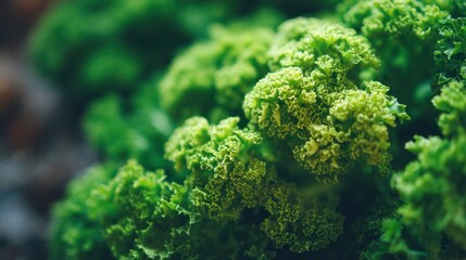 Close-up view of vibrant green leafy vegetables.