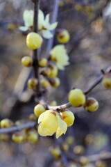 日本の初春の花、ロウバイ