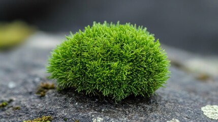 Close-up view of a vibrant cluster of moss.