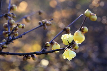 日本の初春の花、ロウバイ