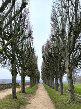 alley with aligned trees at Meudon observatory