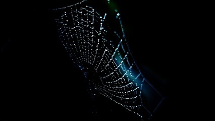 spider web with dew drops