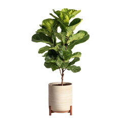  Vibrant Fiddle Leaf Fig in White Pot, Perfect for Home Decor

