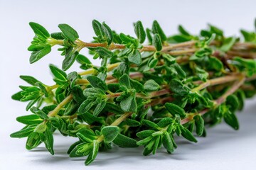 Obraz premium Fresh Thyme Sprigs Showing Tiny Green Leaves in Detail