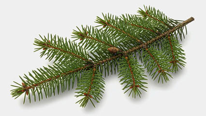 A close-up view of a pine branch with green needles on a white background