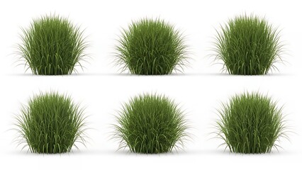 Group of Six Lush Green Ornamental Bushes or Shrubs Isolated on a White Background