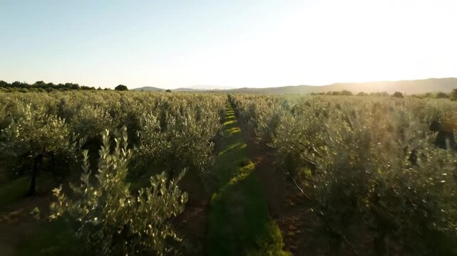 Drone perspective through a large olive tree grove with a grassy path in the morning sun creating a scenic landscape