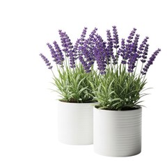 Fototapeta premium Vibrant lavender plants in simple white pots