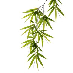 Fototapeta premium Elegant bamboo leaves hanging gracefully