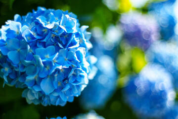 250629栄村白鳥のあじさい