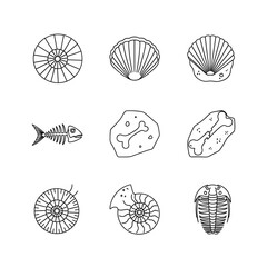 Fossilized sea creatures and shells illustrated in a simple line art style