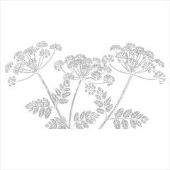Detailed botanical illustration of three hemlock plants with delicate umbels and feathery leaves