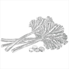 Vintage illustration of rhubarb stalks and leaves