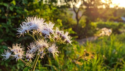 Obraz premium Close-up of spiky white flowers in sunlight, blurred green foliage