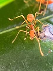 ant on a leaf