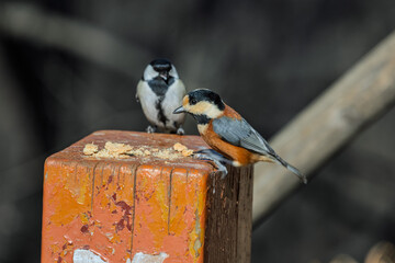 곤줄박이와 박새 