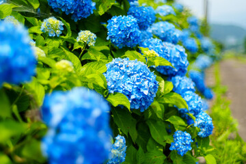 250702栄村白鳥のあじさい © m