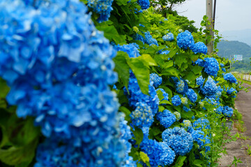 250702栄村白鳥のあじさい © m