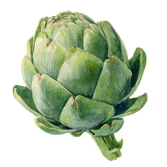 Obraz premium Artichoke, watercolor painting vector, isolated on a white background.