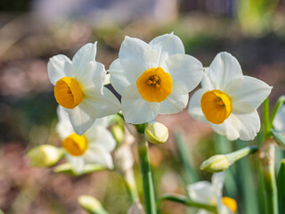 早春の光を浴びて可憐に咲く日本水仙