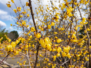 青空に映える鮮やかな満開の蝋梅