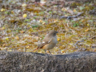 つぶらな瞳が愛らしいジョウビタキの雌