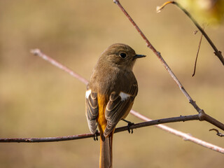 つぶらな瞳が愛らしいジョウビタキのメス