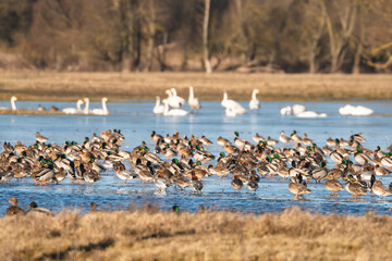 A large, mixed flock of Mallard ducks and Whooper  Swans resting on a frozen wetland during winter at Warta Mouth National Park, Poland. Wildlife photography of migratory birds.