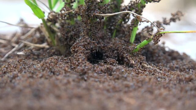 Large dense colony of ants swarming around plant base across soil surface ecosystem. Busy insects cluster at nest entrance showing social behavior, teamwork, and underground activity.
