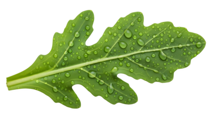 Green leaf with water droplets isolated on transparent background