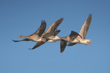 A small flock of Greater White-fronted Geese - Anser albifrons flying in formation against a clear blue sky, Warta Mouth National Park, Poland. Migratory waterfowl in flight wildlife photography. © PIOTR