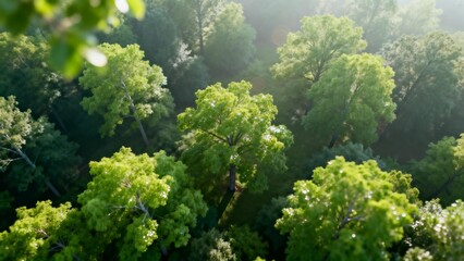 Aerial view of lush green forest