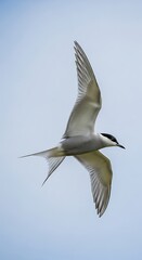 Fototapeta premium An elegant, seabird soars with outstretched wings against a clear, pastel-blue sky. Its form is streamlined