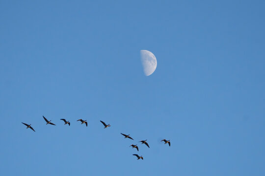 A flock of  tundra bean geese Anser serrirostris flying across clear sky with visible half moon at Warta Mouth National Park, Poland. A poetic wildlife migration scene for nature stock photography.