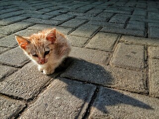Small ginger kitten crouches on sunlit stone pavement, fur dusty and ears alert, one eye squinting as it looks up, casting a soft shadow in an outdoor urban setting. scene calm day